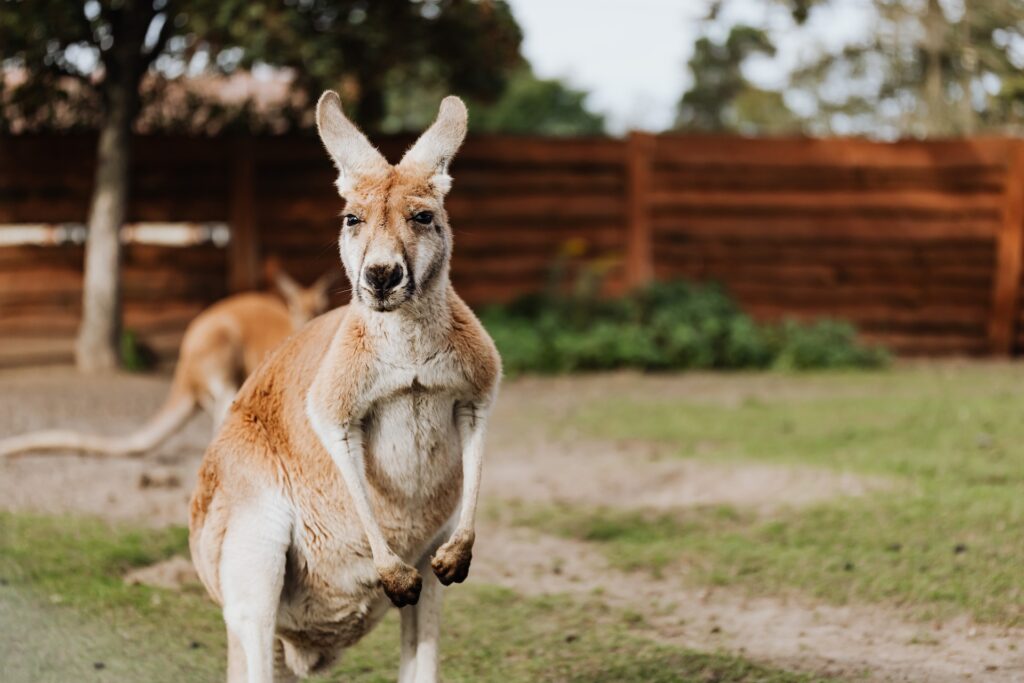 Kangguru