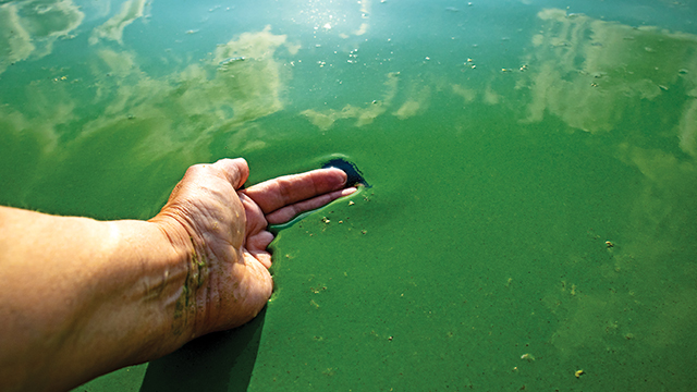 Karakteristik Umum Cyanobacteria