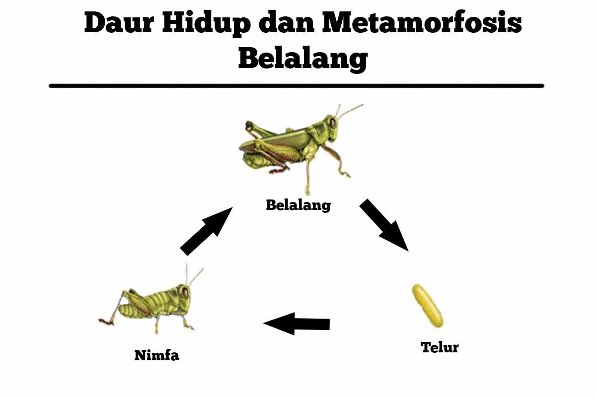 Pengertian Metamorfosis Tidak Sempurna, Ciri Serta Contohnya