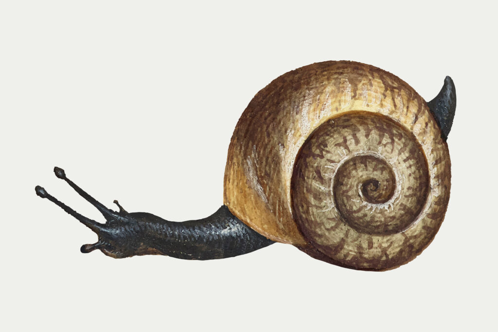 Mollusca