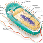 Archaebacteria: Pengertian, Ciri, Klasifikasi hingga Contohnya