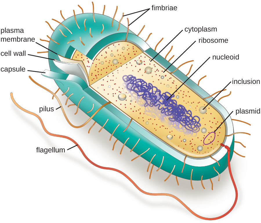 Archaebacteria: Pengertian, Ciri, Klasifikasi hingga Contohnya