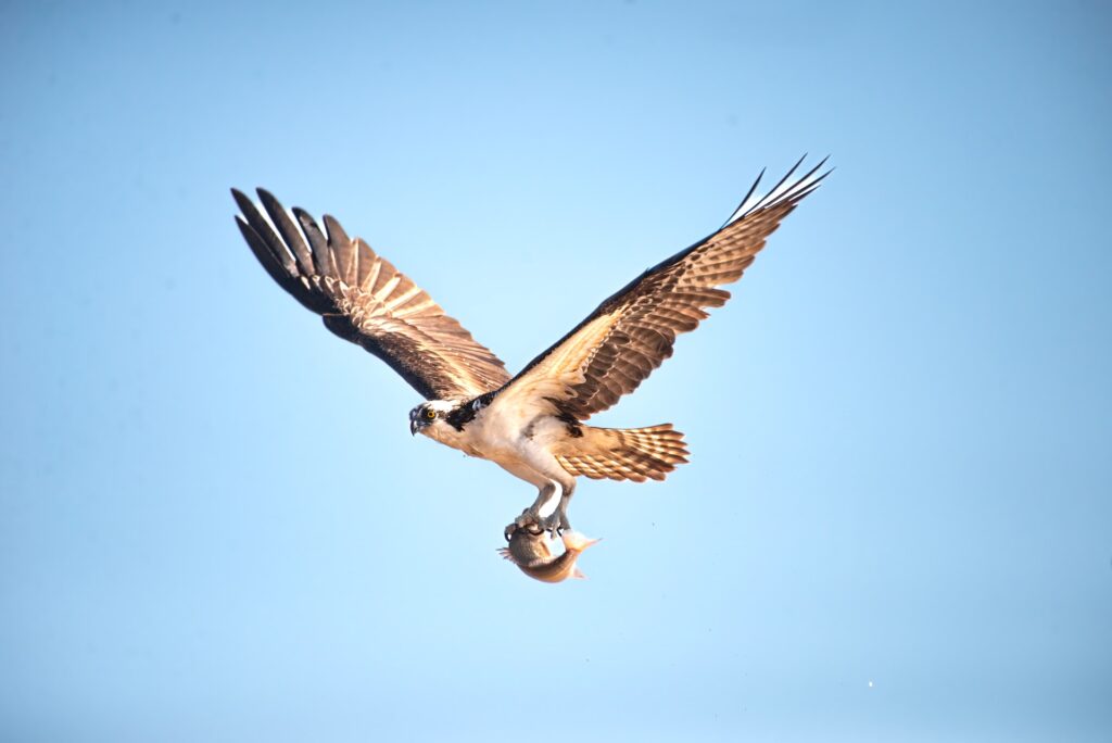 Peregrine Falcon