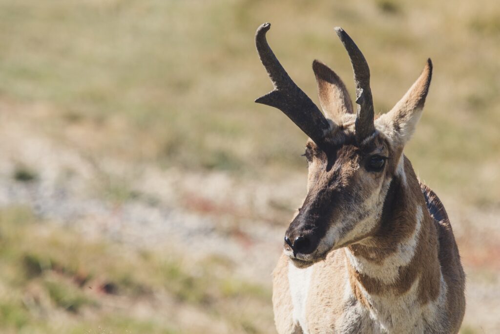 Pronghorn Antelope