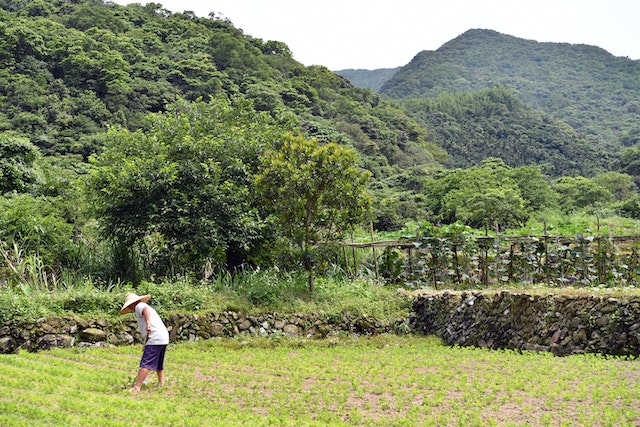 Sawah Tadah Hujan