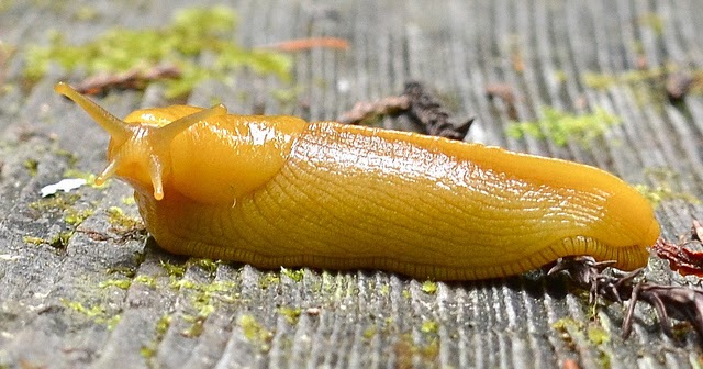 Siput Pisang