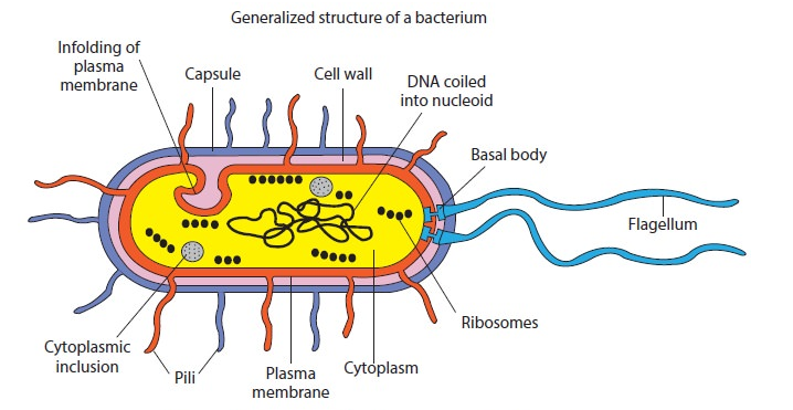 Struktur Bakteri