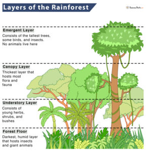 Hutan Tropis: Pengertian, Ciri, Manfaat, Sebaran & Kondisi Saat Ini