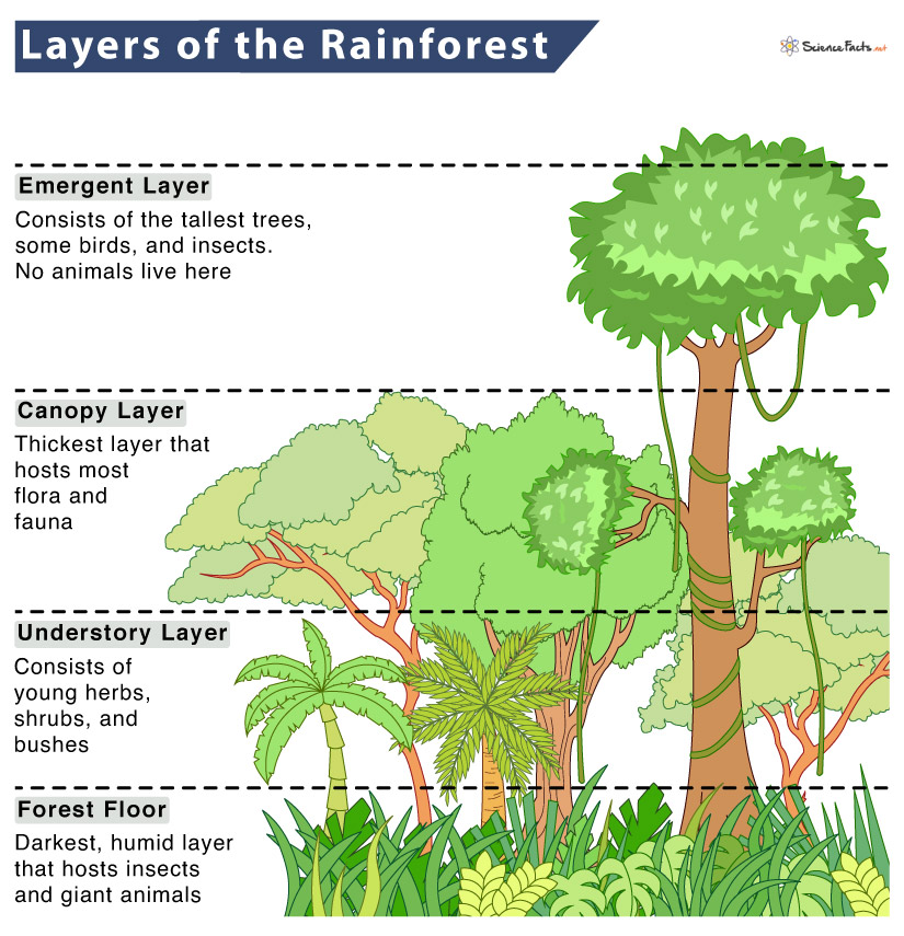 Struktur Hutan Tropis