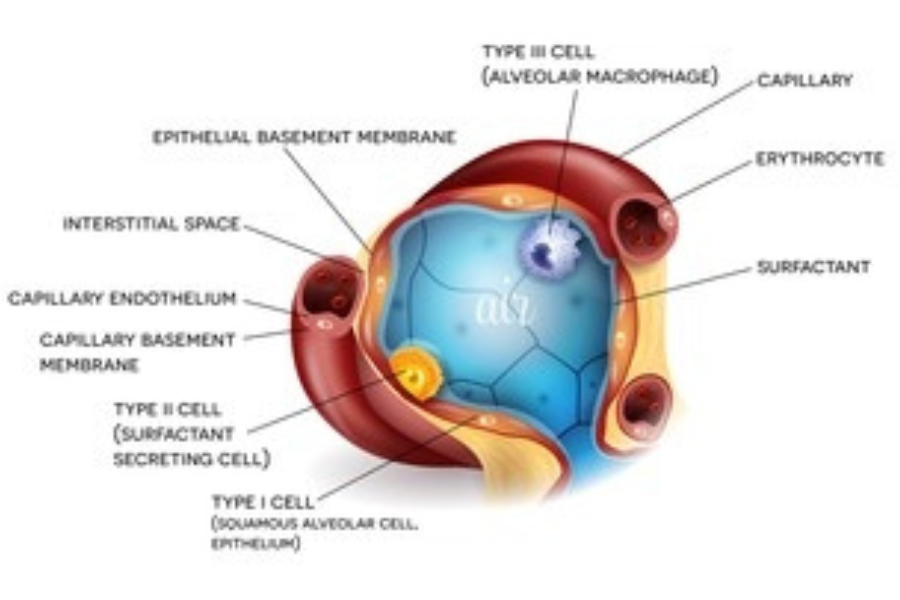 Struktur Pembentuk Alveolus