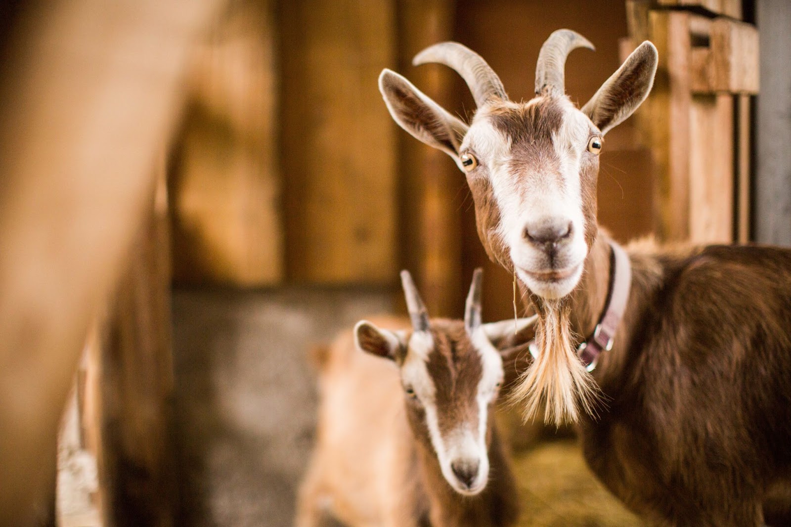 Syarat Hewan Qurban Sesuai Sunnah dan Tips Memilihnya