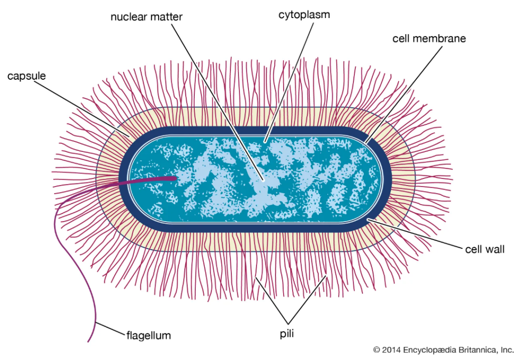 bacillus type