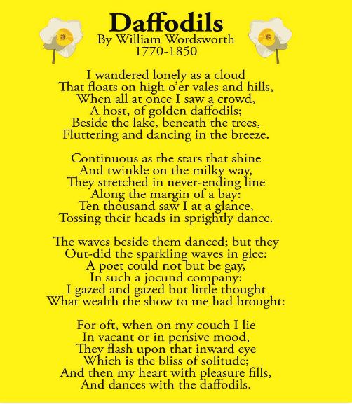 daffodils