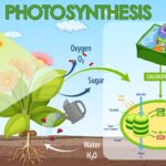 Fotosintesis: Definisi, Reaksi Kimia, dan Faktor yang Mempengaruhinya