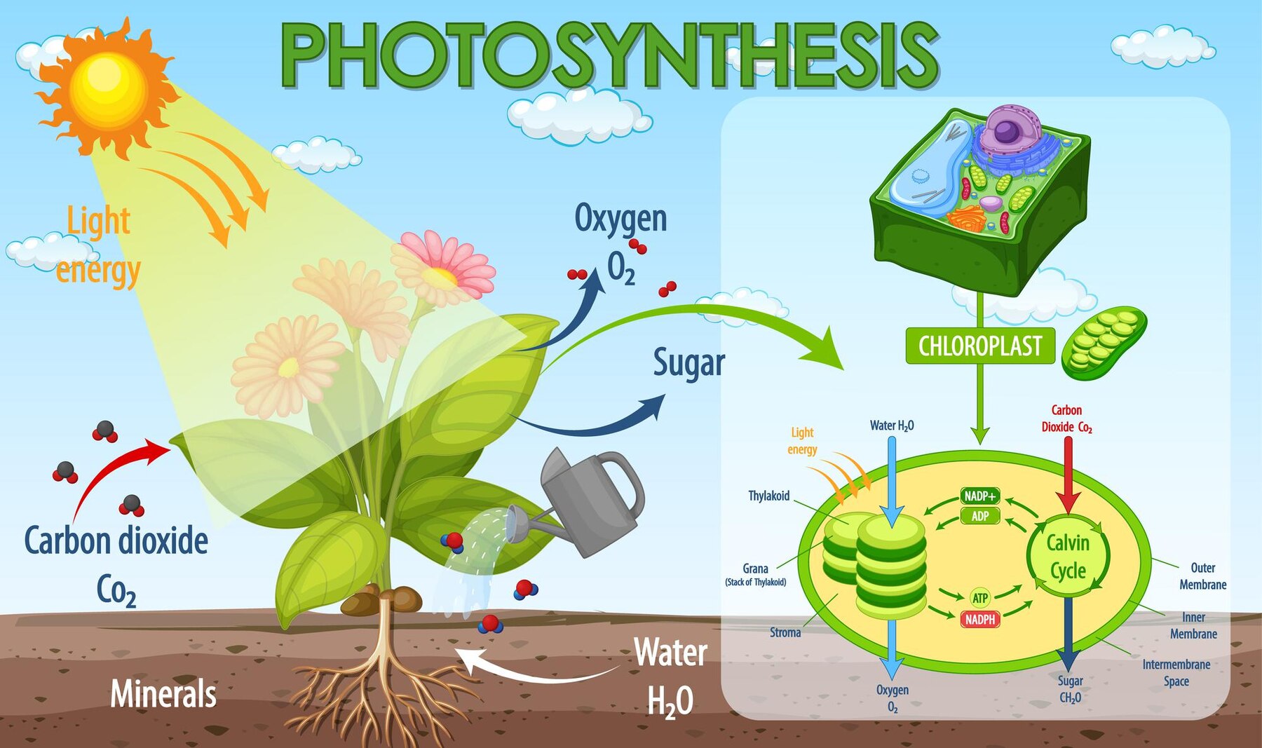 Fotosintesis: Definisi, Reaksi Kimia, dan Faktor yang Mempengaruhinya