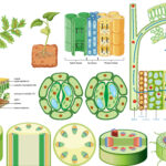 6 Jenis Jaringan pada Tumbuhan serta Fungsi, Struktur dan Ciri-cirinya