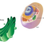 Badan Golgi: Pengertian, Ciri, Fungsi, Struktur, dan Cara Kerjanya