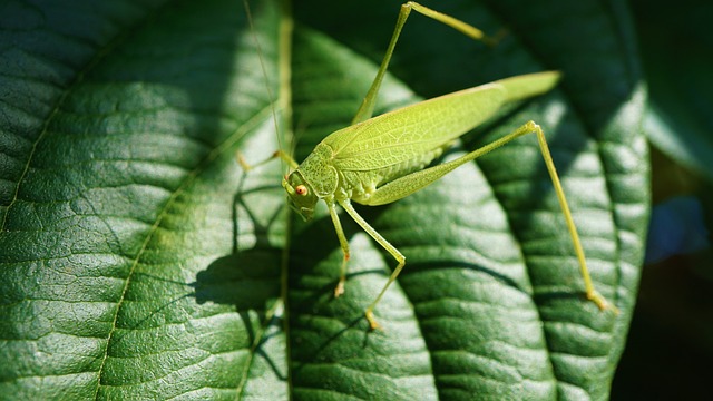 grasshopper 4493129 640