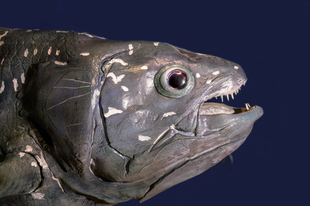 hewan purba Coelacanth