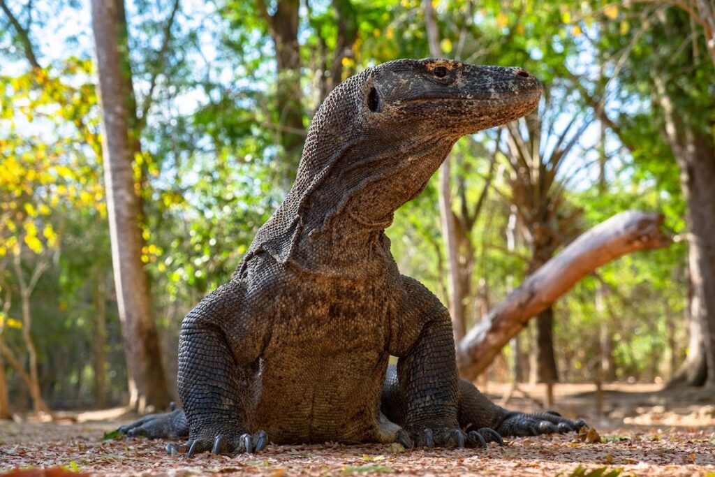 hewan purba komodo