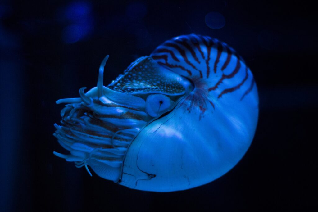 hewan purba nautilus