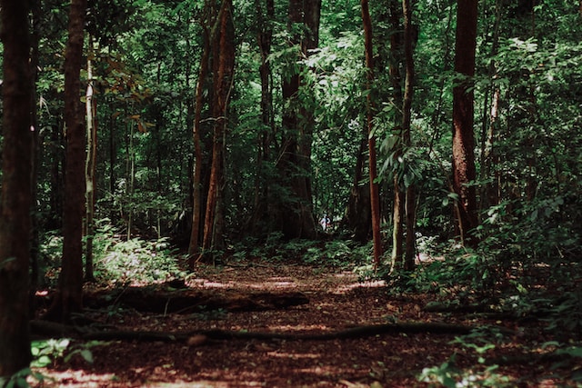 Pengertian Ekosistem Hutan: Komponen, Jenis-Jenis & Contohnya