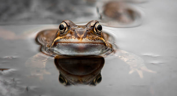 Morfologi Katak: Ciri, Klasifikasi, hingga Jenis-Jenisnya