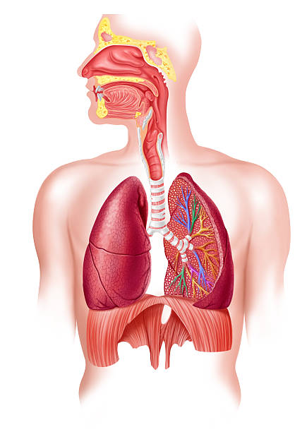 Pengertian Alveolus, Fungsi dan Struktur Bagiannya