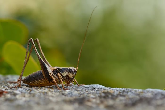 Metamorfosis Jangkrik Lengkap dengan Gambar serta Penjelasannya