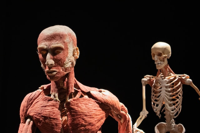 Jenis-Jenis Otot Manusia Beserta Gambar dan Fungsinya