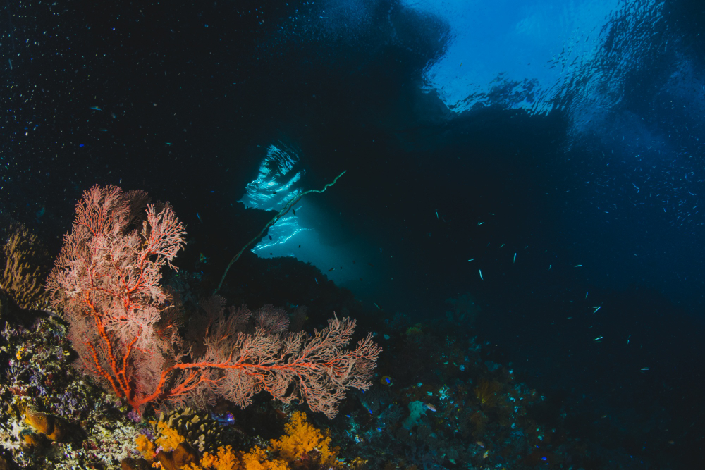 Morfologi Dasar Laut Beserta Gambar dan Penjelasan Lengkap