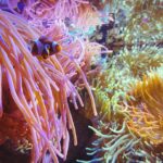 Apa Itu Biota: Pengertian, Jenis, Manfaat, Fungsi, dan Contohnya