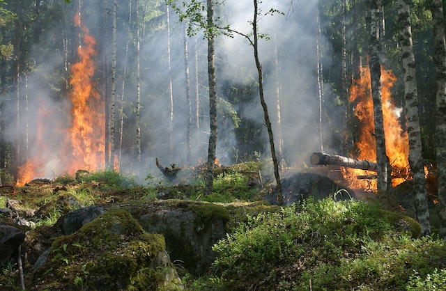 Cara Pencegahan serta Penanggulangan Kebakaran Hutan dan Lahan