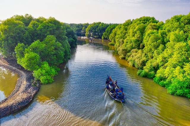 Fungsi Hutan Mangrove: Pengertian, Ciri-Ciri, dan Manfaatnya