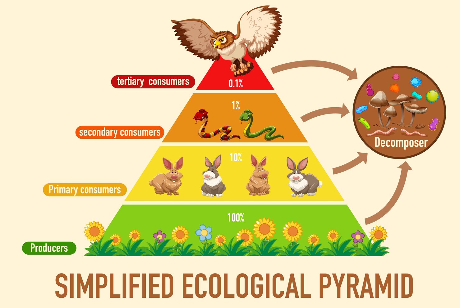 Apa Itu Piramida Makanan? Pengertian, Jenis, dan Contohnya