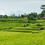 Ekosistem Sawah: Pengertian, Jenis, Cara, serta Rantai Makanannya