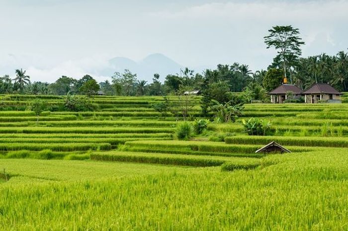 Ekosistem Sawah: Pengertian, Jenis, Cara, serta Rantai Makanannya