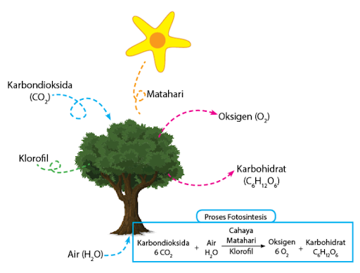 Fotosintesis Definisi Reaksi Kimia Dan Faktor Yang Mempengaruhinya 0156