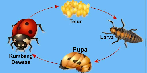 Metamorfosis Kumbang Tahap Ciri Serta Manfaatnya 0646