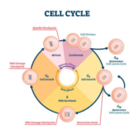 Siklus Sel: Pengertian, Jenis, dan Fasenya pada Tubuh Manusia