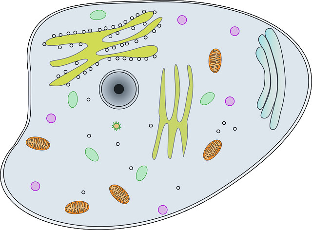 Pengertian Mitokondria: Ciri-Ciri, Fungsi, Struktur, dan Cara Kerjanya