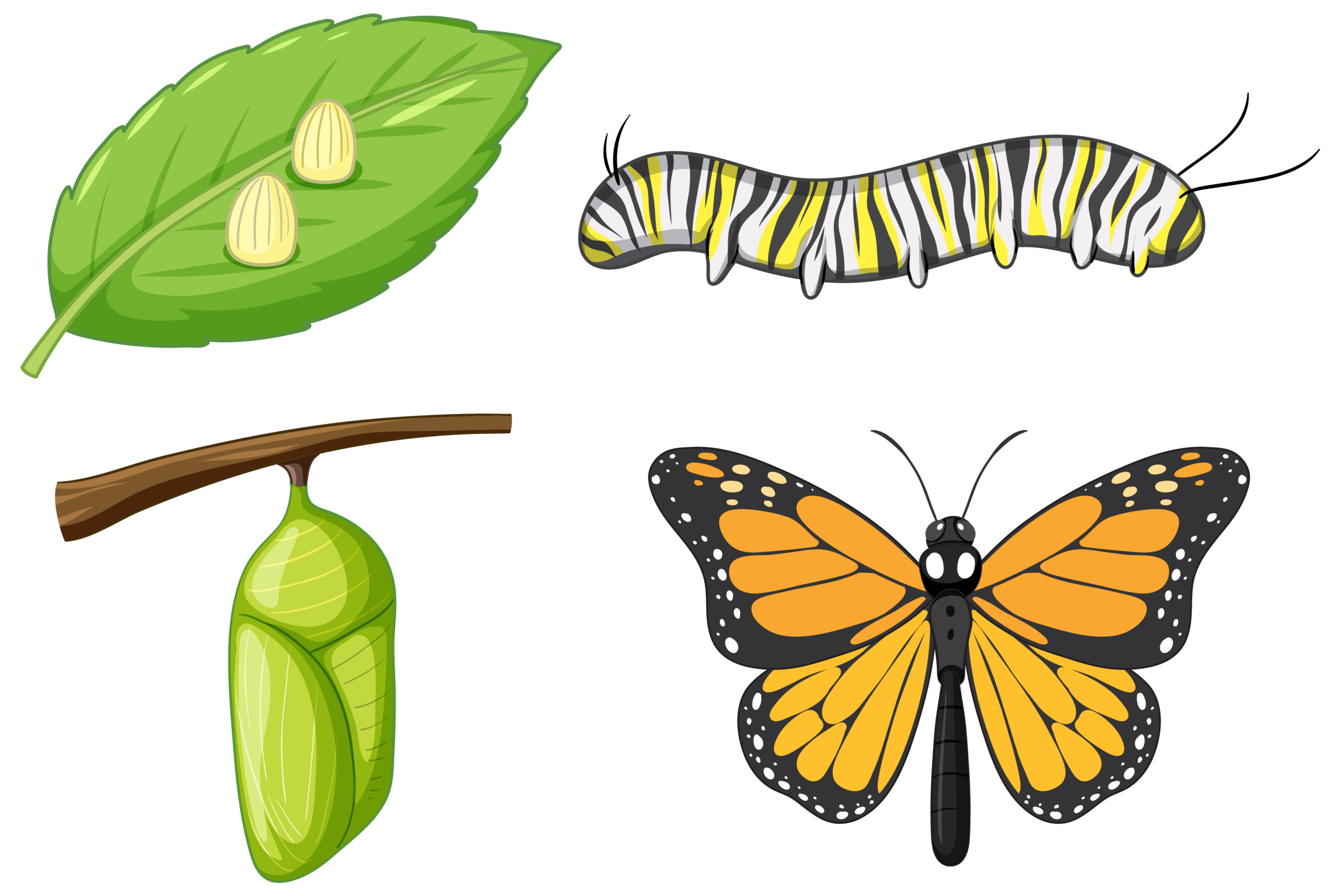 Daur Hidup Kupu-kupu beserta Tahapan & Penjelasannya