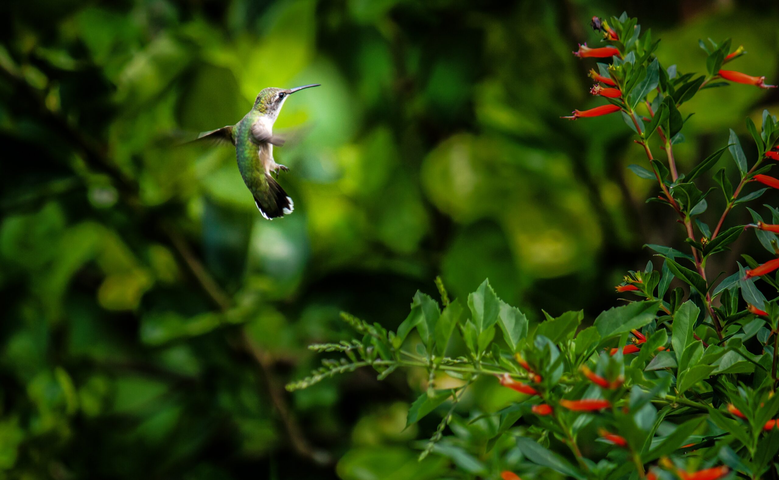 Apa Itu Flora dan Fauna? Pengertian, Jenis, Karakteristik, & Contohnya