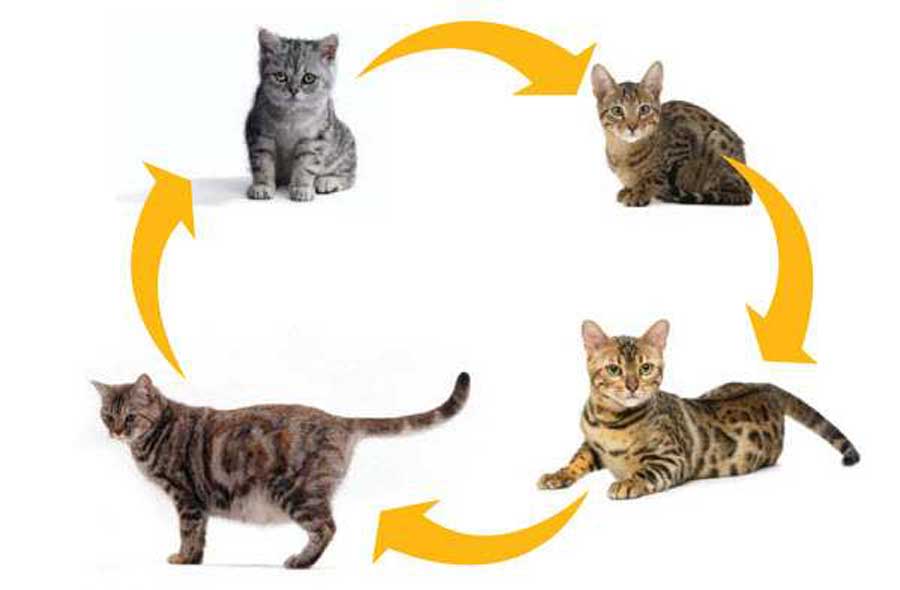 Tahapan Siklus Daur Hidup Kucing dan Penjelasannya Terlengkap