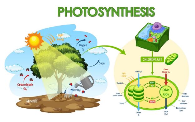 Fungsi Plastida dalam Proses Fotosintesis