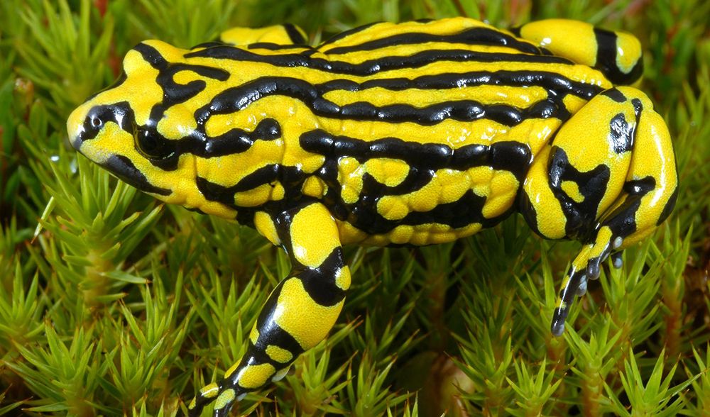 Kekayaan Flora Fauna Gunung Kosciuszko