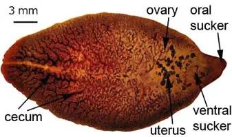 Morfologi Fasciola Hepatica
