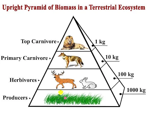 Piramida Biomassa