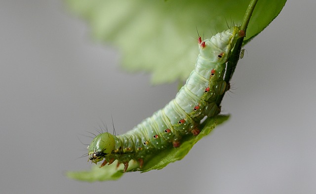 Fase Larva