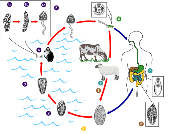 Daur Hidup Fasciola Hepatica
